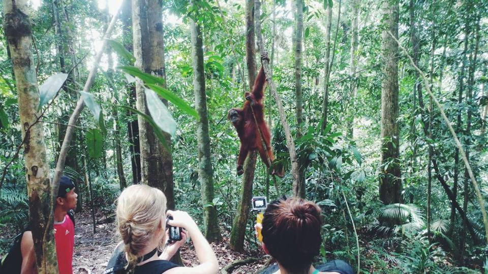 Orangutantreksumatra & Lovely Jungle Lodge Only Book If You Are Treking With Us Букит-Лаванг Экстерьер фото