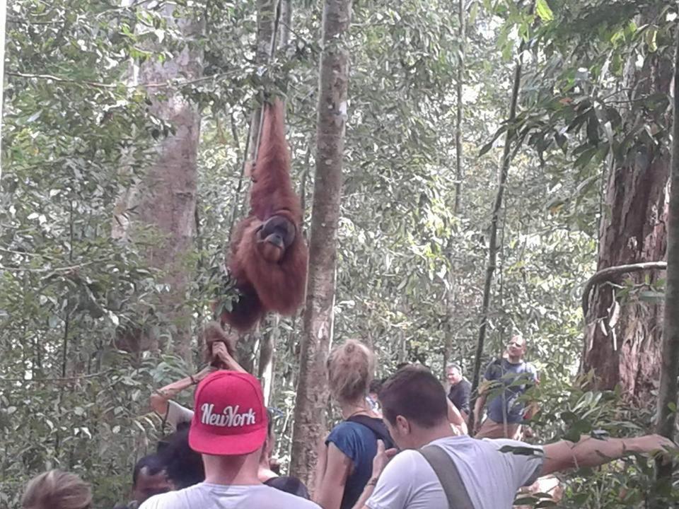Orangutantreksumatra & Lovely Jungle Lodge Only Book If You Are Treking With Us Букит-Лаванг Экстерьер фото