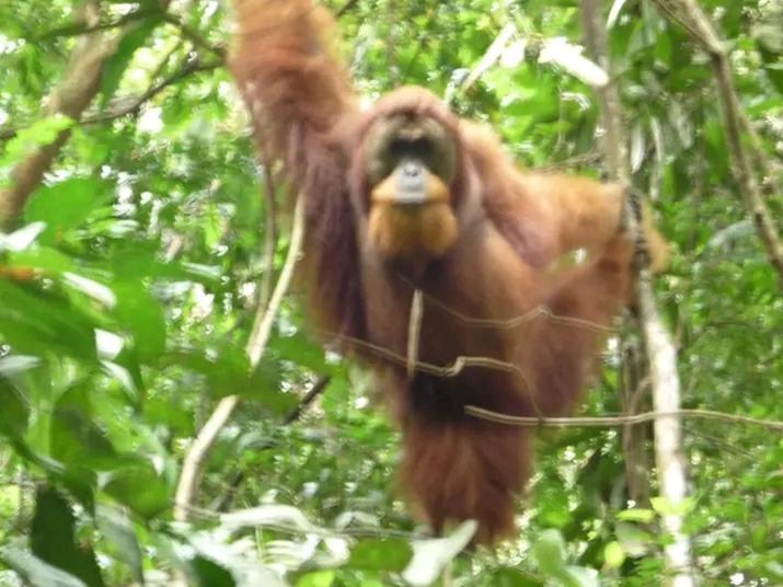 Orangutantreksumatra & Lovely Jungle Lodge Only Book If You Are Treking With Us Букит-Лаванг Экстерьер фото