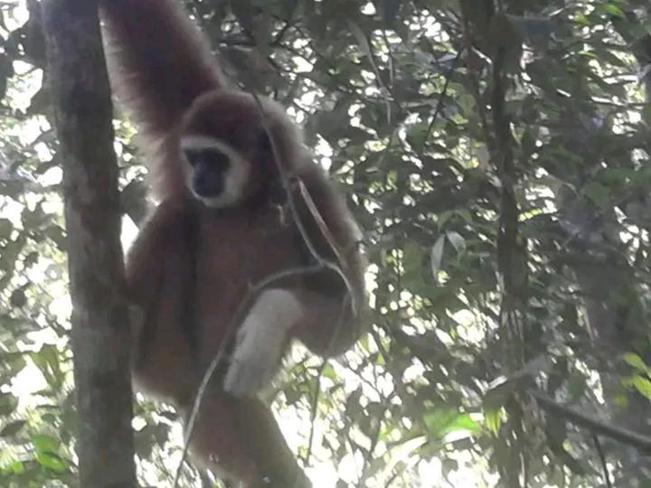 Orangutantreksumatra & Lovely Jungle Lodge Only Book If You Are Treking With Us Букит-Лаванг Экстерьер фото