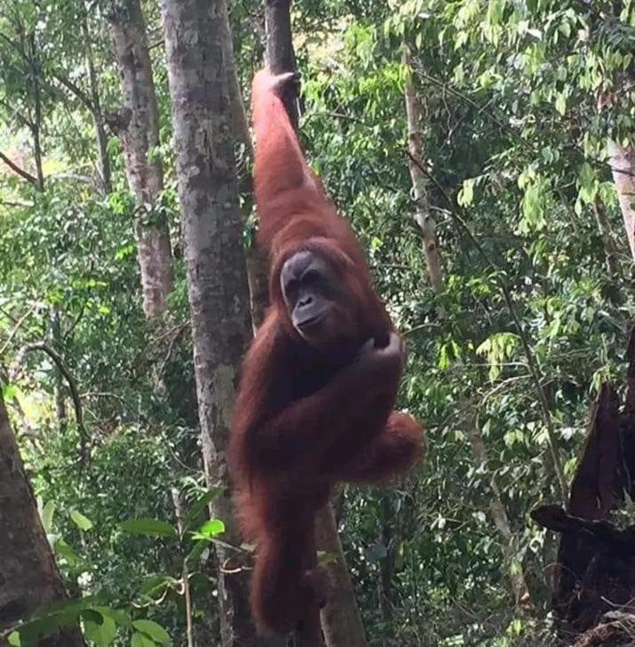 Orangutantreksumatra & Lovely Jungle Lodge Only Book If You Are Treking With Us Букит-Лаванг Экстерьер фото