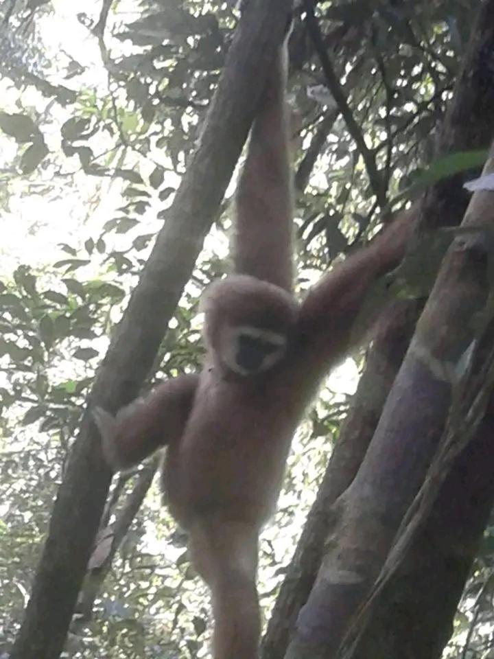 Orangutantreksumatra & Lovely Jungle Lodge Only Book If You Are Treking With Us Букит-Лаванг Экстерьер фото