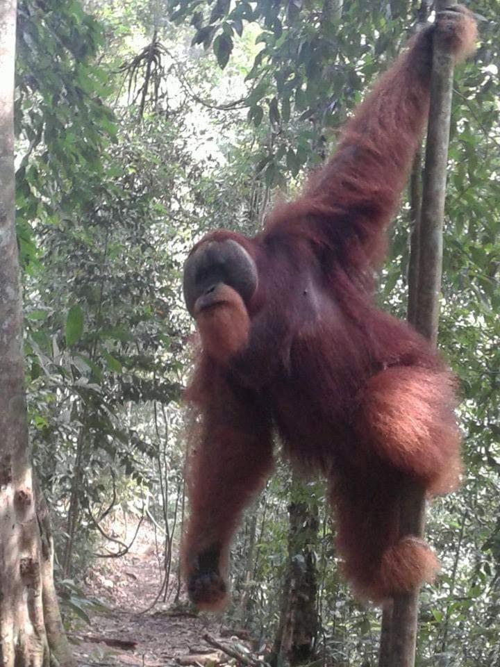 Orangutantreksumatra & Lovely Jungle Lodge Only Book If You Are Treking With Us Букит-Лаванг Номер фото