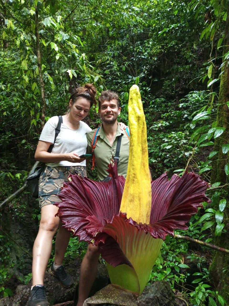 Orangutantreksumatra & Lovely Jungle Lodge Only Book If You Are Treking With Us Букит-Лаванг Экстерьер фото