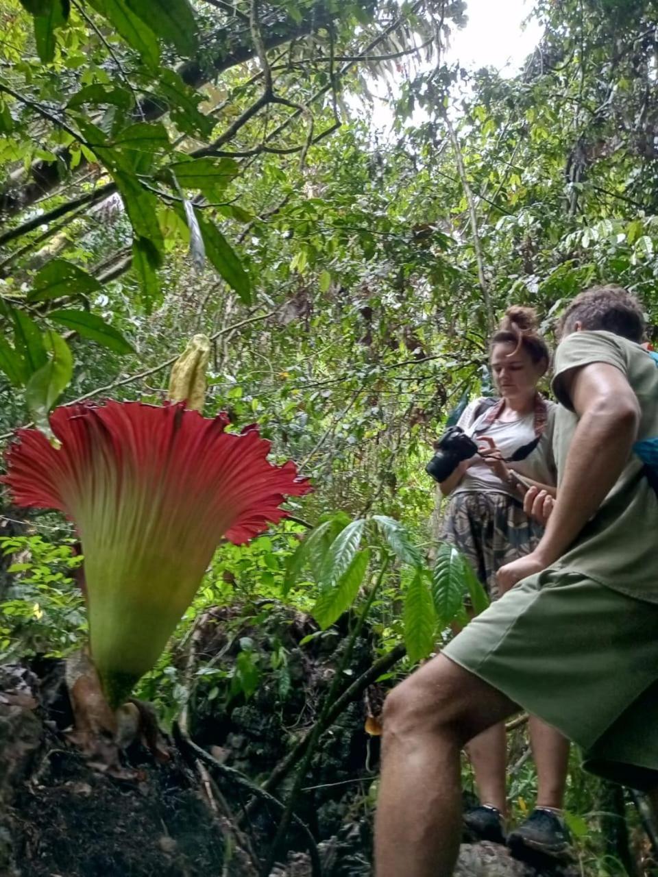 Orangutantreksumatra & Lovely Jungle Lodge Only Book If You Are Treking With Us Букит-Лаванг Экстерьер фото